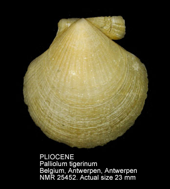 PLIOCENE Palliolum tigerinum.jpg - PLIOCENE Palliolum tigerinum (O.F.Müller,1776)